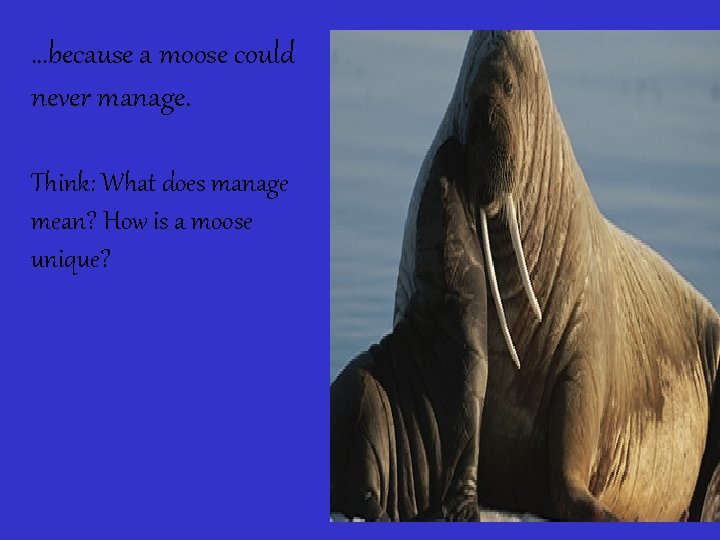 …because a moose could never manage. Think: What does manage mean? How is a
