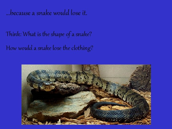 …because a snake would lose it. Think: What is the shape of a snake?