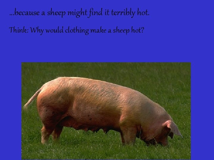 …because a sheep might find it terribly hot. Think: Why would clothing make a