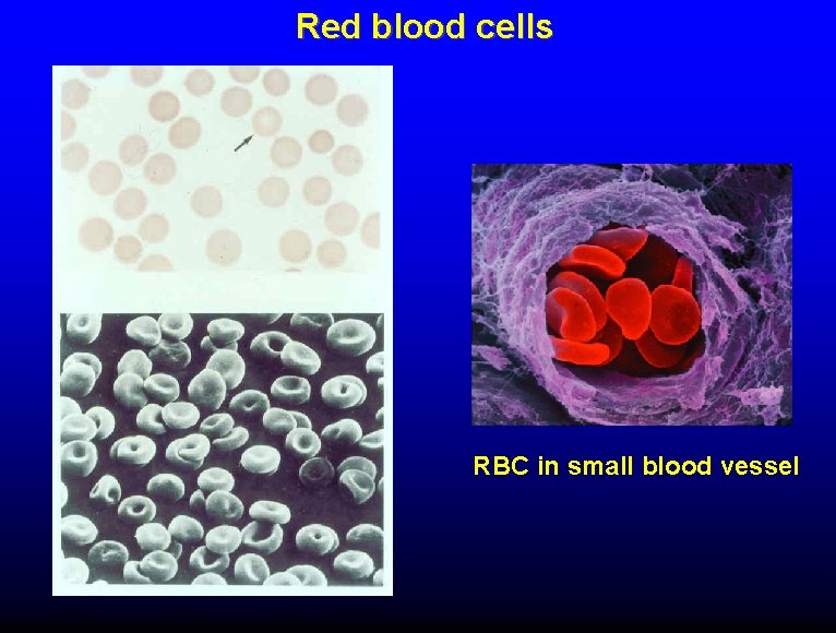 Red blood cells RBC in small blood vessel 