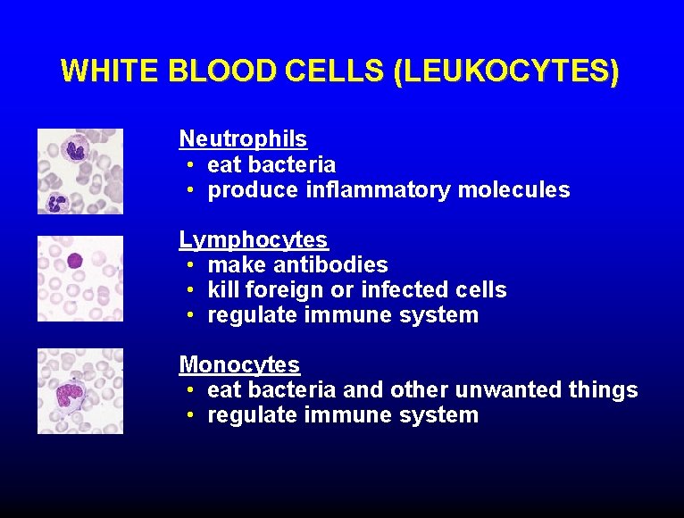 WHITE BLOOD CELLS (LEUKOCYTES) Neutrophils • eat bacteria • produce inflammatory molecules Lymphocytes •