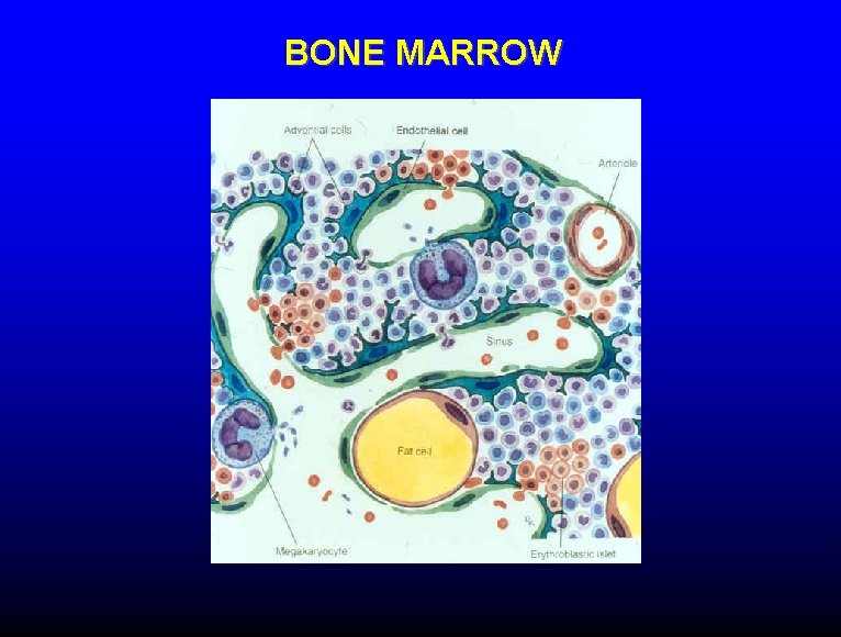 BONE MARROW 