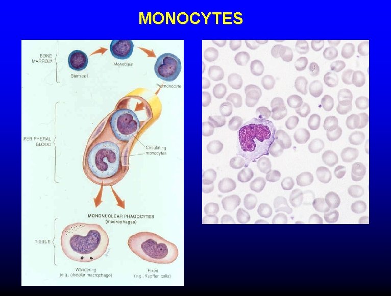 MONOCYTES 