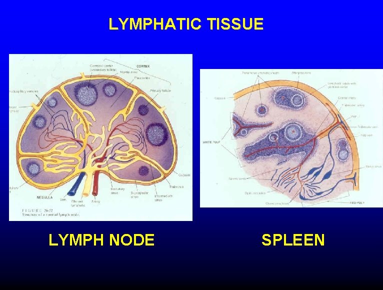 LYMPHATIC TISSUE LYMPH NODE SPLEEN 
