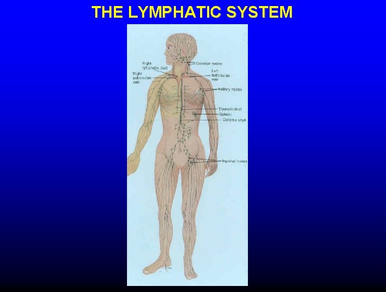 THE LYMPHATIC SYSTEM 