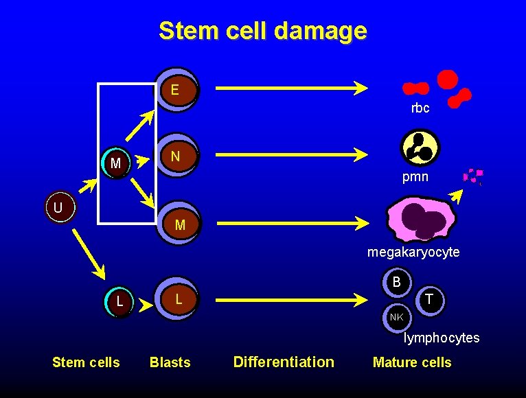 Stem cell damage E rbc M N pmn U M megakaryocyte B L L