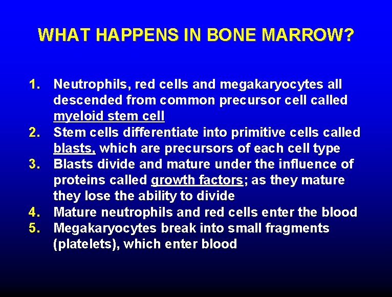 WHAT HAPPENS IN BONE MARROW? 1. Neutrophils, red cells and megakaryocytes all descended from