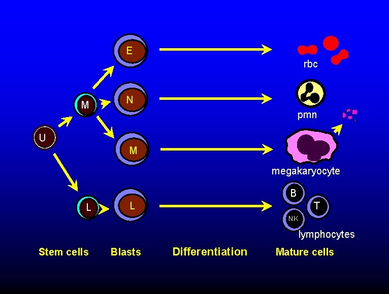 E rbc M N pmn U M megakaryocyte B L L T NK lymphocytes