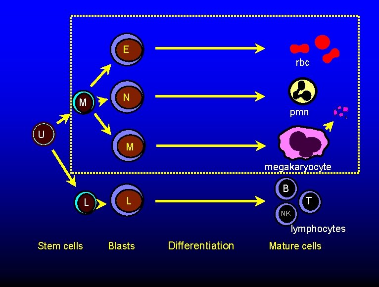 E rbc M N pmn U M megakaryocyte B L L T NK lymphocytes
