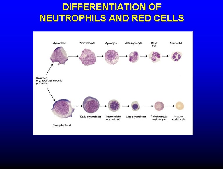 DIFFERENTIATION OF NEUTROPHILS AND RED CELLS 