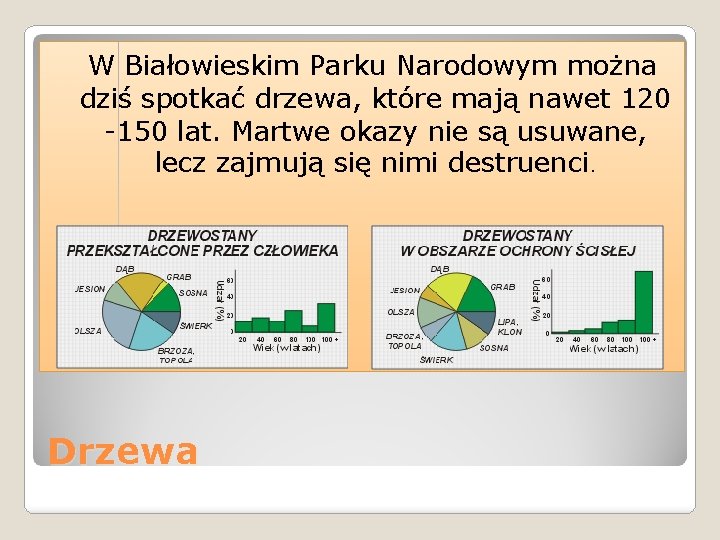 W Białowieskim Parku Narodowym można dziś spotkać drzewa, które mają nawet 120 -150 lat.