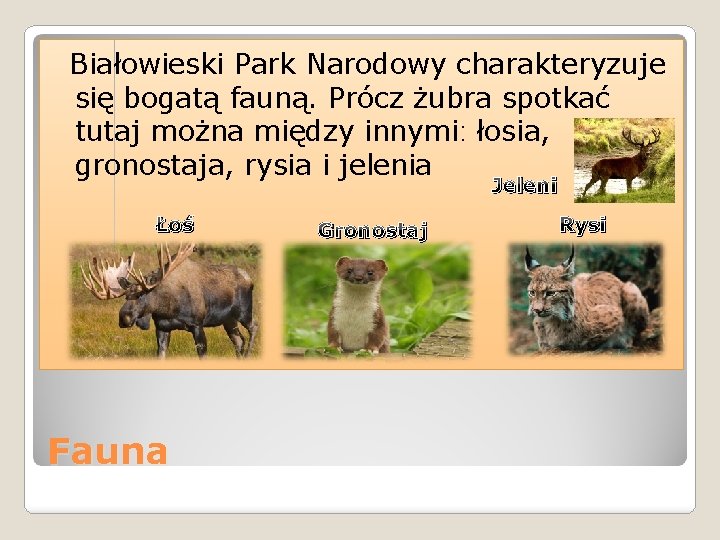 Białowieski Park Narodowy charakteryzuje się bogatą fauną. Prócz żubra spotkać tutaj można między innymi: