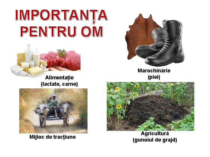 IMPORTANȚA PENTRU OM Alimentație (lactate, carne) Mijloc de tracțiune Marochinărie (piei) Agricultură (gunoiul de