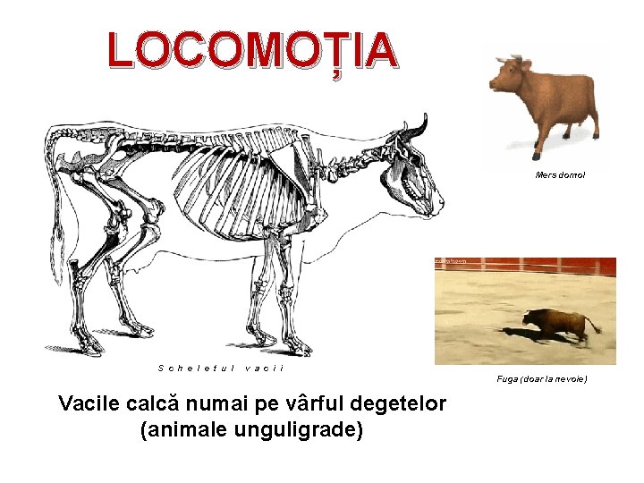 LOCOMOȚIA Mers domol S c h e l e t u l v a LOCOMOȚIA Mers domol S c h e l e t u l v a