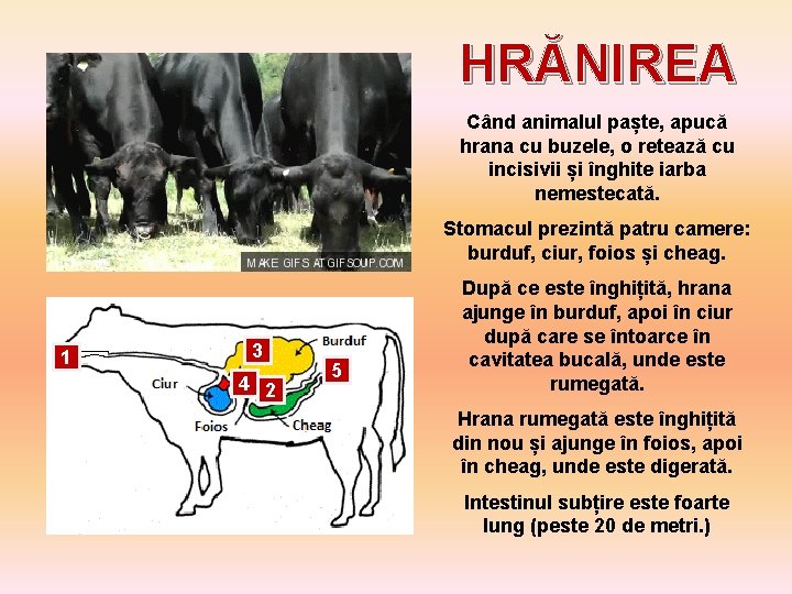 HRĂNIREA Când animalul paște, apucă hrana cu buzele, o retează cu incisivii și înghite