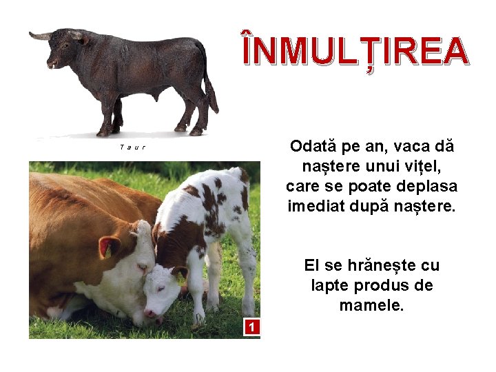 ÎNMULȚIREA Odată pe an, vaca dă naștere unui vițel, care se poate deplasa imediat ÎNMULȚIREA Odată pe an, vaca dă naștere unui vițel, care se poate deplasa imediat