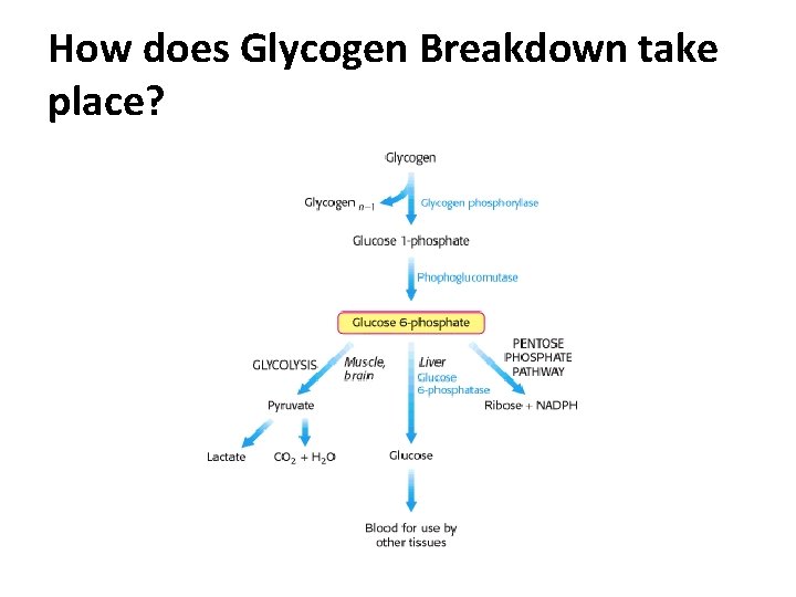 How does Glycogen Breakdown take place? 