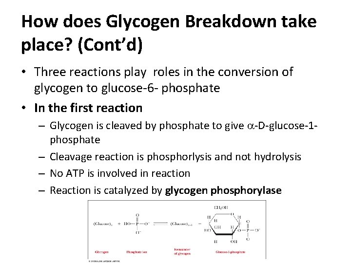 How does Glycogen Breakdown take place? (Cont’d) • Three reactions play roles in the