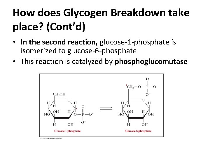 How does Glycogen Breakdown take place? (Cont’d) • In the second reaction, glucose-1 -phosphate