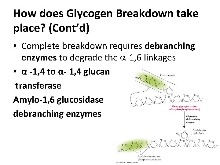 How does Glycogen Breakdown take place? (Cont’d) • Complete breakdown requires debranching enzymes to