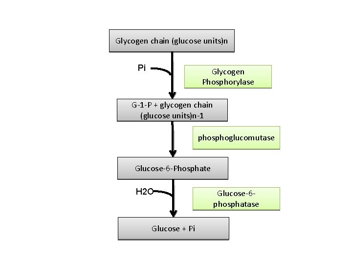 Glycogen chain (glucose units)n Pi Glycogen Phosphorylase G-1 -P + glycogen chain (glucose units)n-1