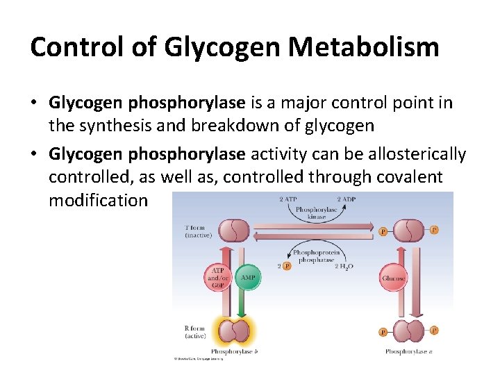 Control of Glycogen Metabolism • Glycogen phosphorylase is a major control point in the