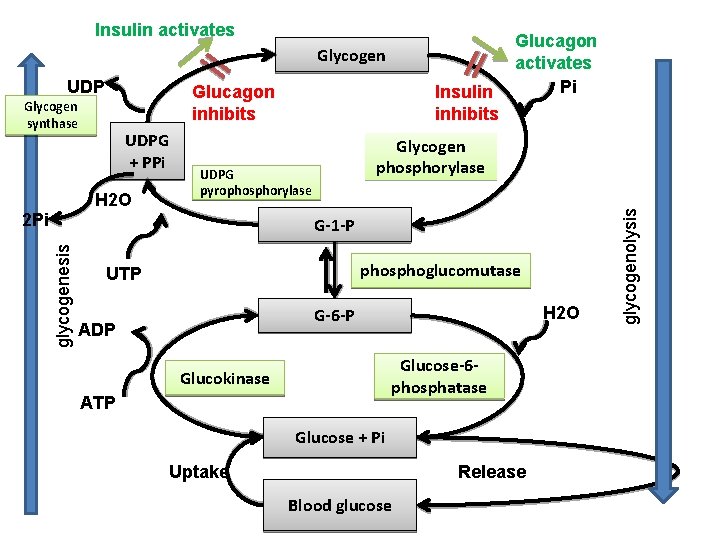 Insulin activates Glycogen Glucagon inhibits Glycogen synthase UDPG + PPi H 2 O 2