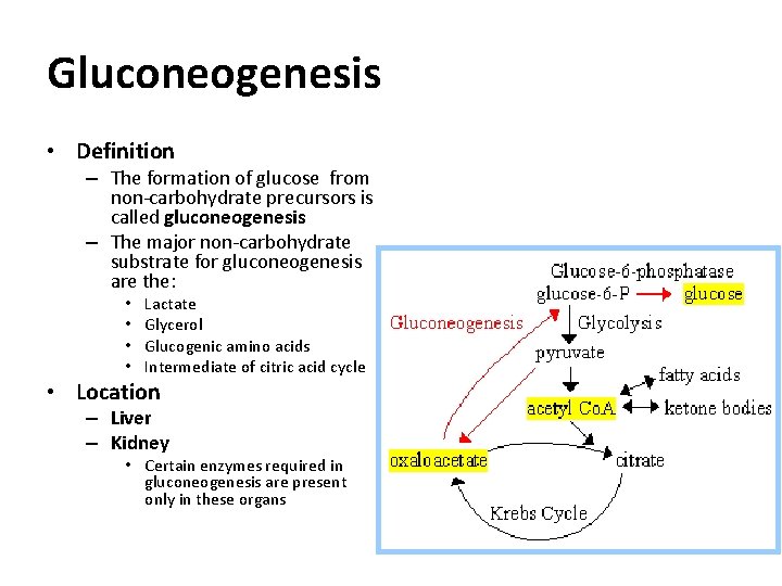 Gluconeogenesis • Definition – The formation of glucose from non-carbohydrate precursors is called gluconeogenesis