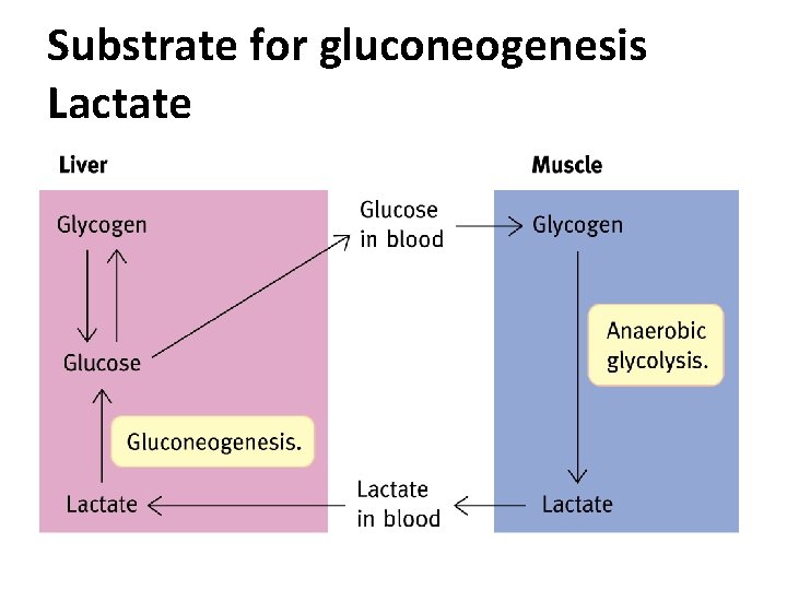Substrate for gluconeogenesis Lactate 