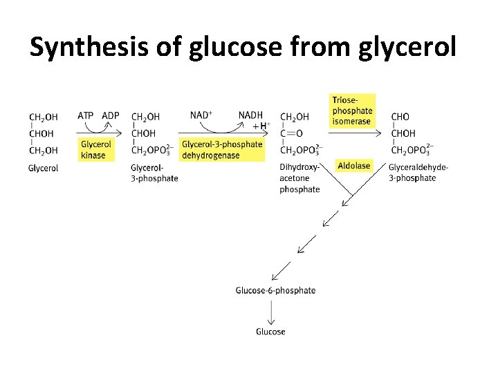 Synthesis of glucose from glycerol 