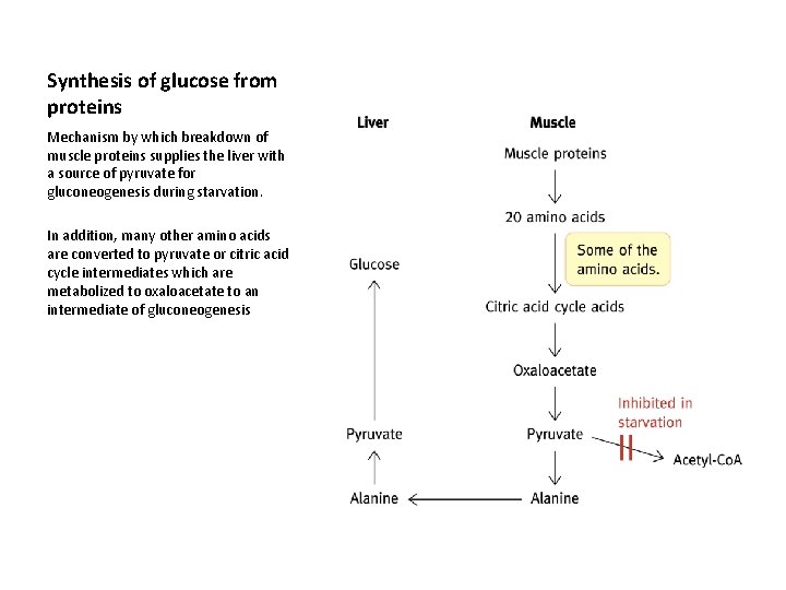 Synthesis of glucose from proteins Mechanism by which breakdown of muscle proteins supplies the