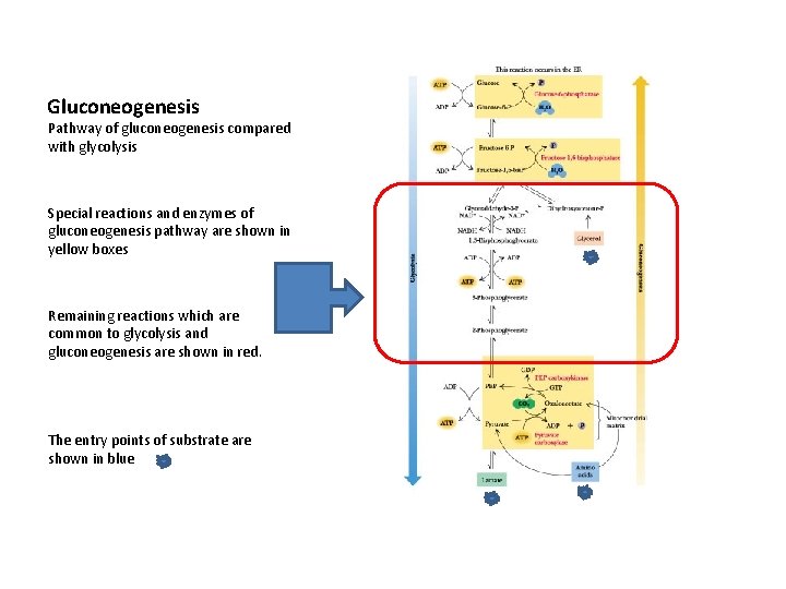 Gluconeogenesis Pathway of gluconeogenesis compared with glycolysis Special reactions and enzymes of gluconeogenesis pathway