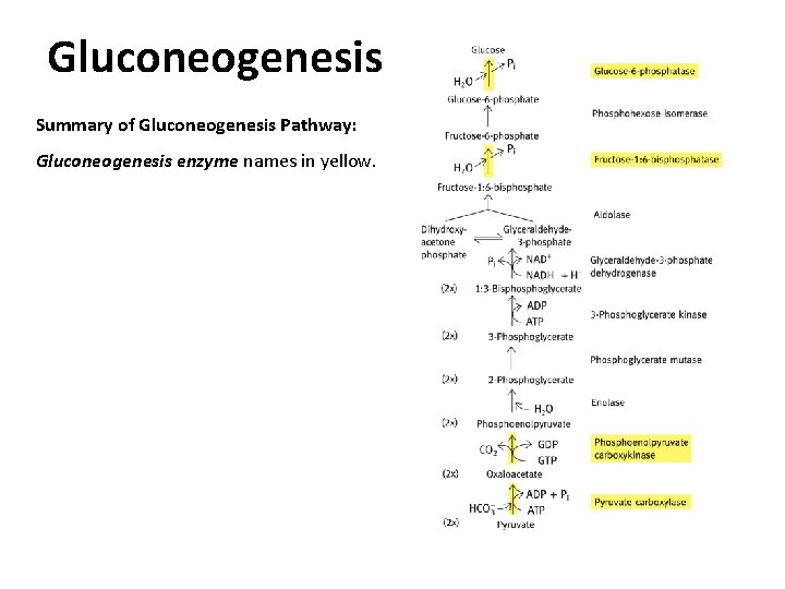 Gluconeogenesis Summary of Gluconeogenesis Pathway: Gluconeogenesis enzyme names in yellow. 