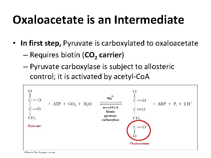 Oxaloacetate is an Intermediate • In first step, Pyruvate is carboxylated to oxaloacetate –