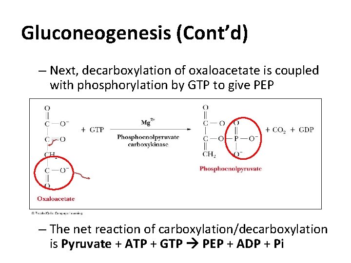 Gluconeogenesis (Cont’d) – Next, decarboxylation of oxaloacetate is coupled with phosphorylation by GTP to