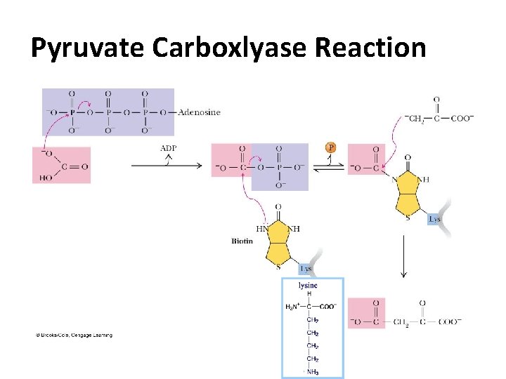 Pyruvate Carboxlyase Reaction 