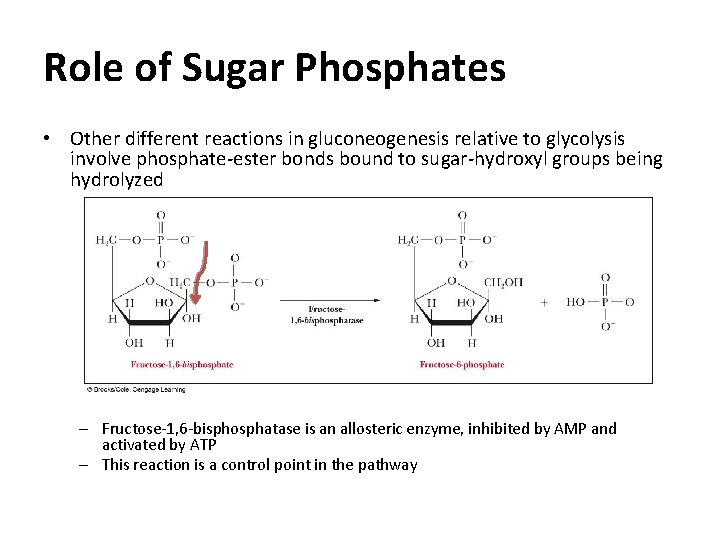 Role of Sugar Phosphates • Other different reactions in gluconeogenesis relative to glycolysis involve