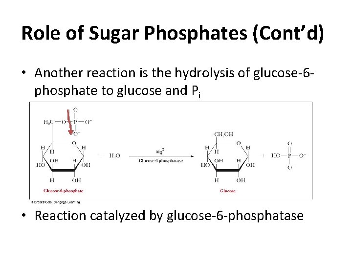 Role of Sugar Phosphates (Cont’d) • Another reaction is the hydrolysis of glucose-6 phosphate
