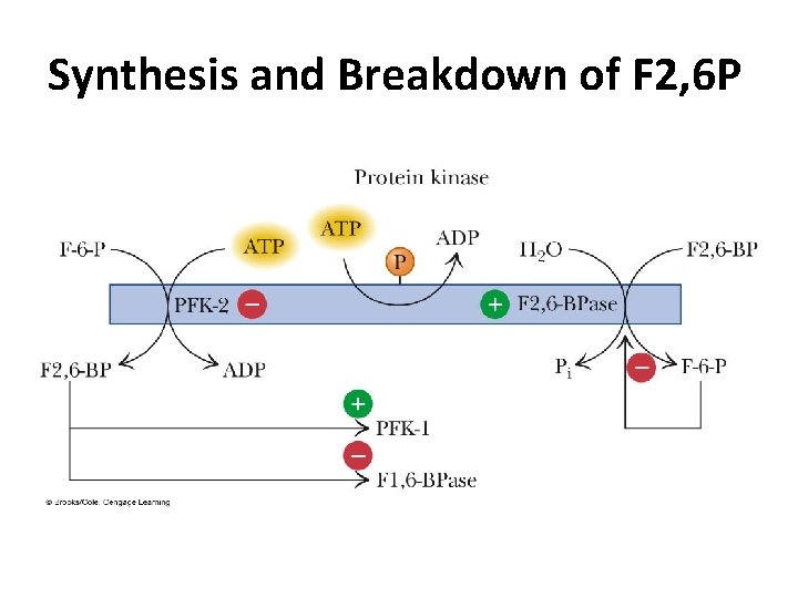 Synthesis and Breakdown of F 2, 6 P 