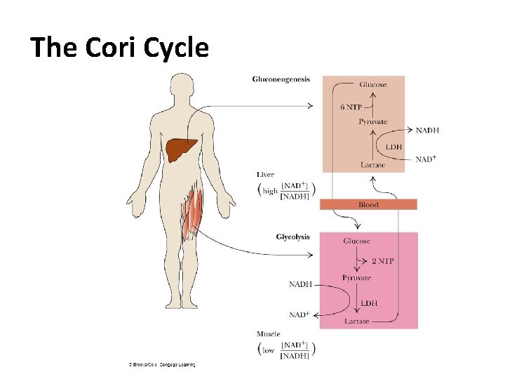 The Cori Cycle 