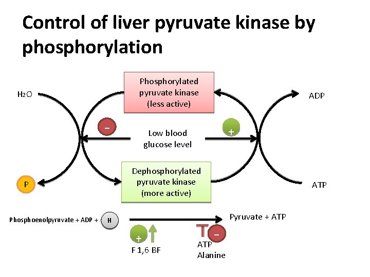 Control of liver pyruvate kinase by phosphorylation Phosphorylated pyruvate kinase (less active) H 2