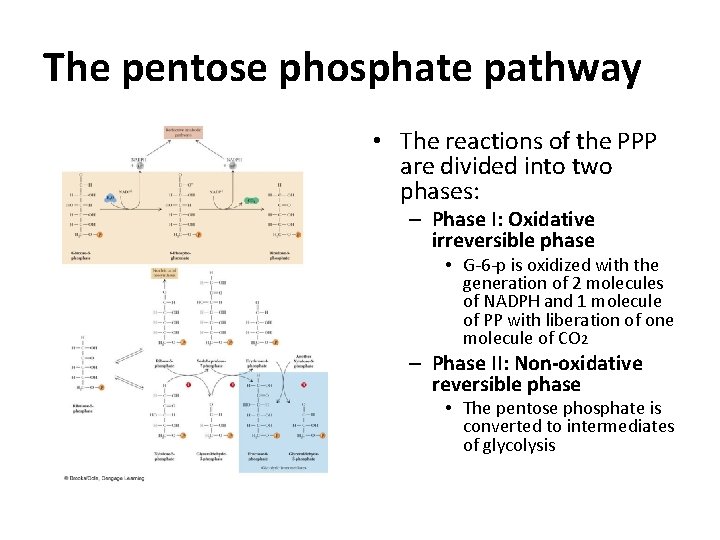 The pentose phosphate pathway • The reactions of the PPP are divided into two