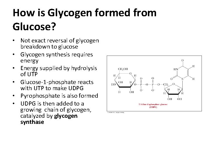 How is Glycogen formed from Glucose? • Not exact reversal of glycogen breakdown to