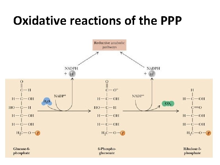 Oxidative reactions of the PPP 