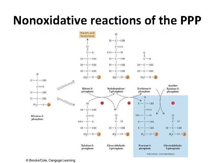 Nonoxidative reactions of the PPP 