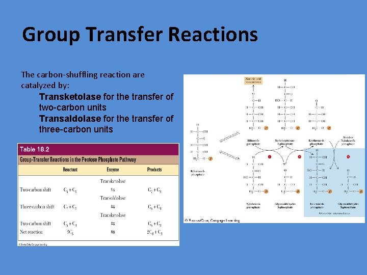 Group Transfer Reactions The carbon-shuffling reaction are catalyzed by: Transketolase for the transfer of