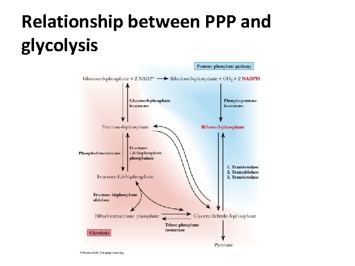 Relationship between PPP and glycolysis 