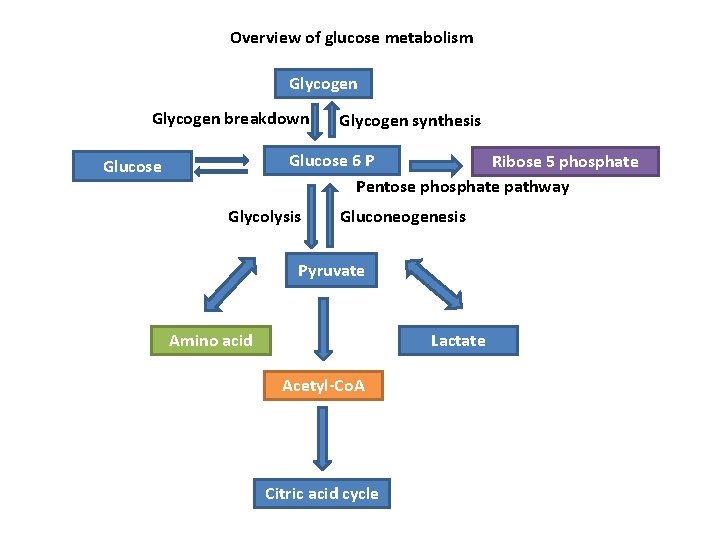 Overview of glucose metabolism Glycogen breakdown Glycogen synthesis Glucose 6 P Ribose 5 phosphate