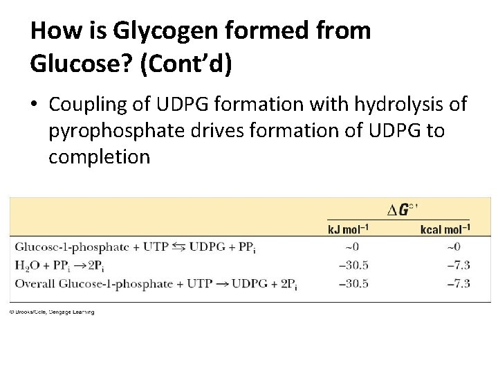 How is Glycogen formed from Glucose? (Cont’d) • Coupling of UDPG formation with hydrolysis