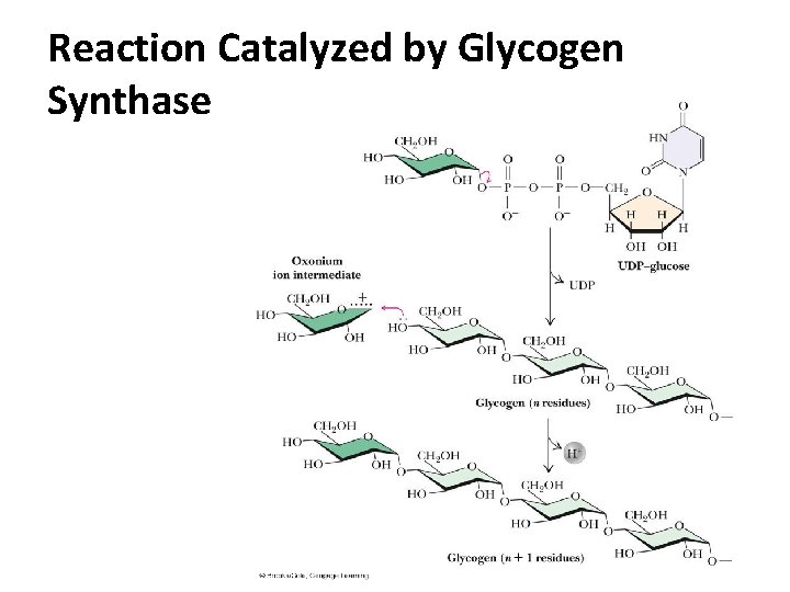 Reaction Catalyzed by Glycogen Synthase 